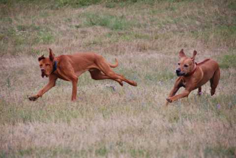 Two brown hounds chasing something in a field