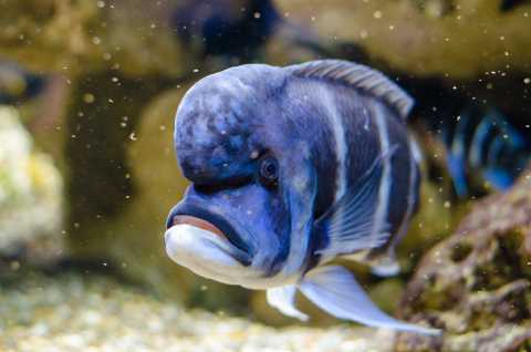 A fish with a large hump on his forehead